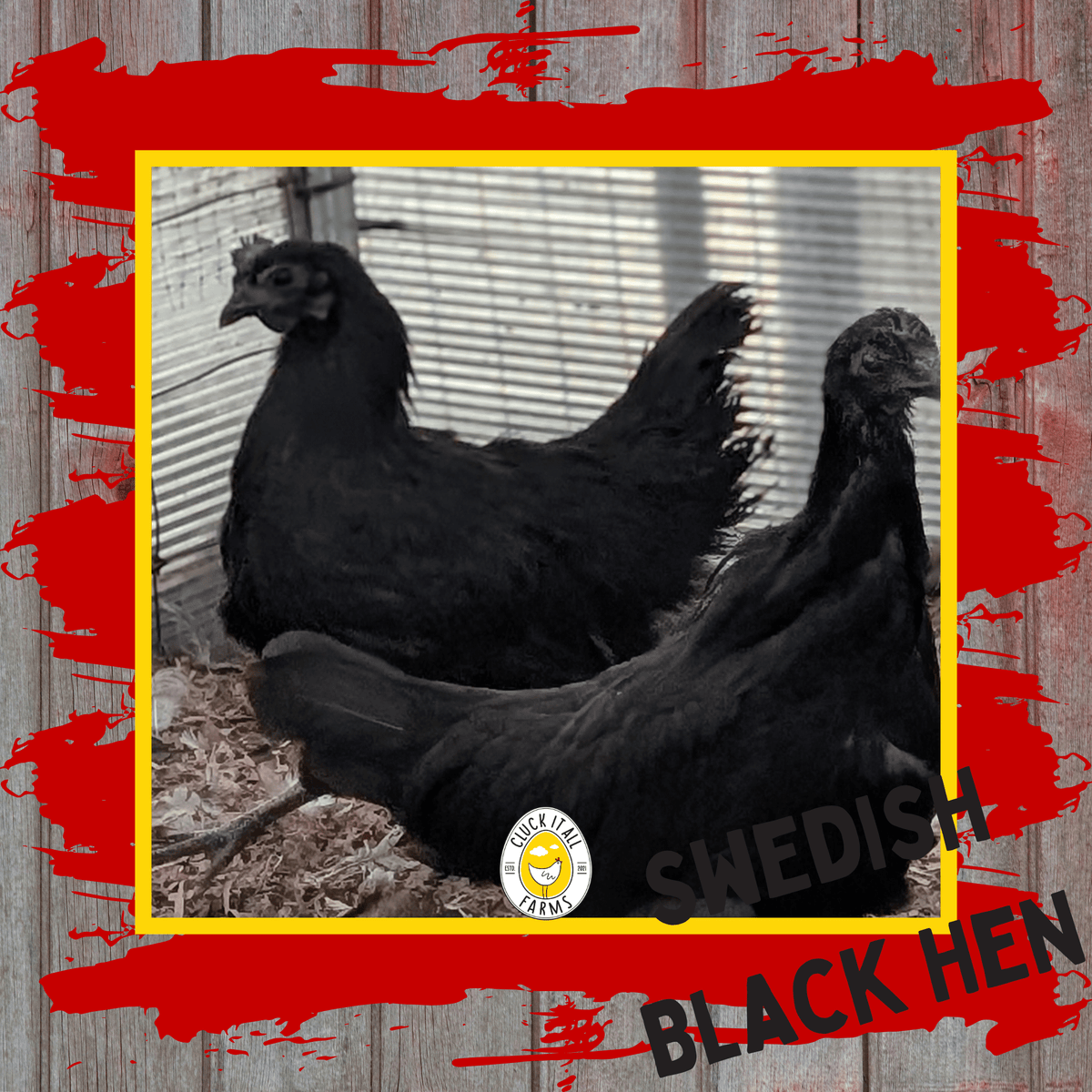 Day Old Swedish Black Hen Svart Höna Chicks - Cluck It All Farms