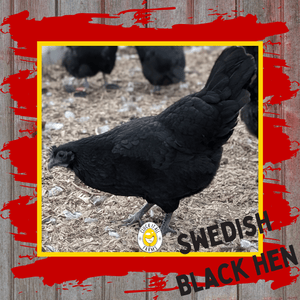 Day Old Swedish Black Hen Svart Höna Chicks - Cluck It All Farms