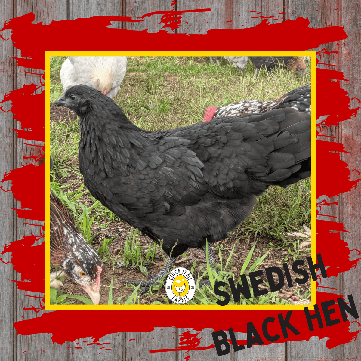 Day Old Swedish Black Hen Svart Höna Chicks - Cluck It All Farms