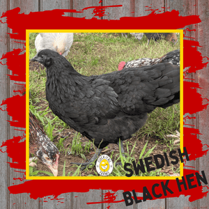 Day Old Swedish Black Hen Svart Höna Chicks - Cluck It All Farms