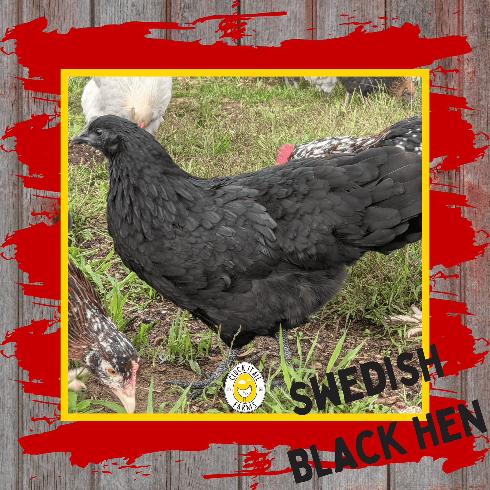 Day Old Swedish Black Hen Svart Höna Chicks - Cluck It All Farms