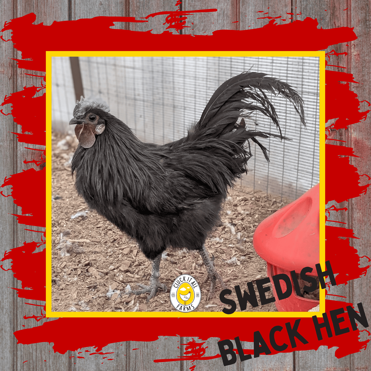 Day Old Swedish Black Hen Svart Höna Chicks - Cluck It All Farms