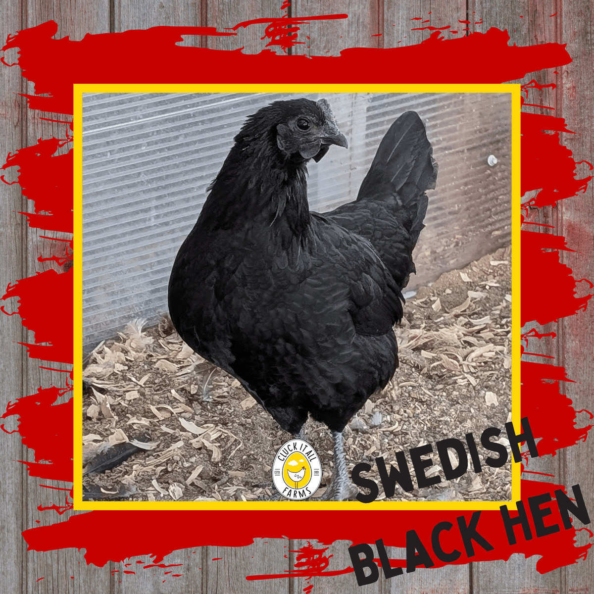 Day Old Swedish Black Hen Svart Höna Chicks - Cluck It All Farms