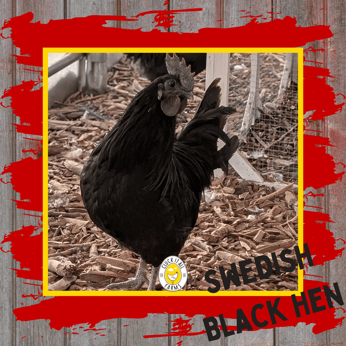 Day Old Swedish Black Hen Svart Höna Chicks - Cluck It All Farms