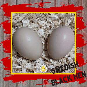 Day Old Swedish Black Hen Svart Höna Chicks - Cluck It All Farms