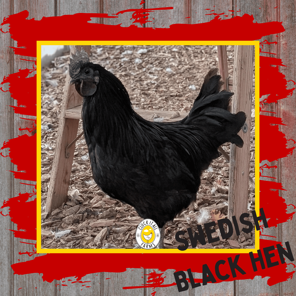 Day Old Swedish Black Hen Svart Höna Chicks - Cluck It All Farms