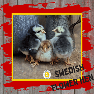 Day Old Swedish Flower Hen Chicks - Cluck It All Farms