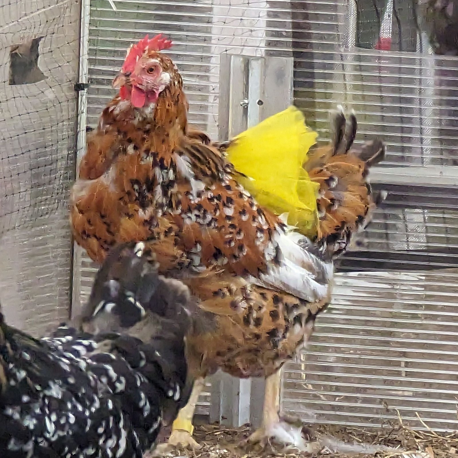 Feather - Fancy Hen Tutu - Cluck It All Farms