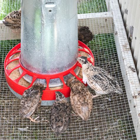 Feed Saver Grill for Galvanized Cone Feeder - Cluck It All Farms