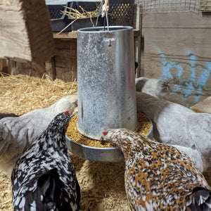 Galvanized Poultry Feeder - Cluck It All Farms