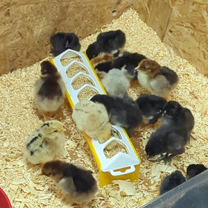 Gemini Trough Chick Feeders - Cluck It All Farms