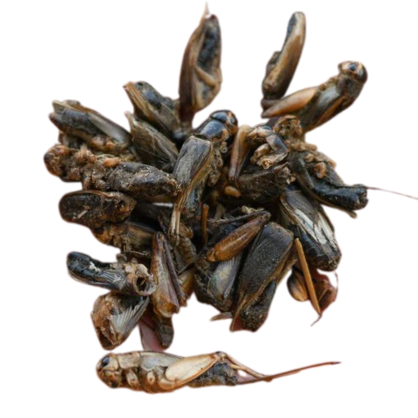 Happy Hen Cricket Craze Chicken Treats - Cluck It All Farms