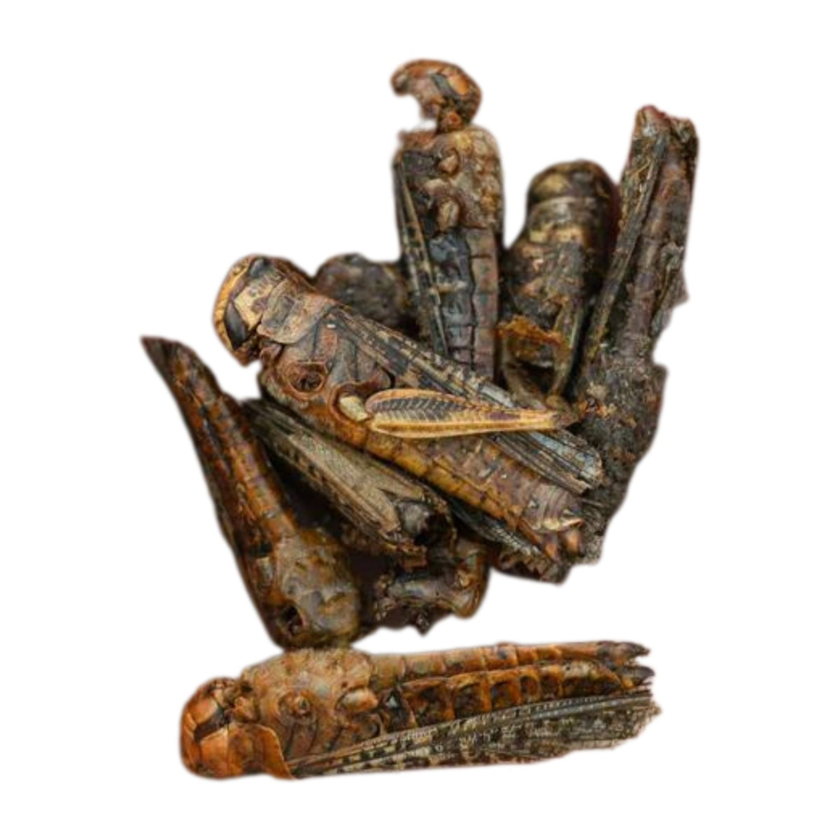 Happy Hen Grasshoppers Chicken Treat 4oz - Cluck It All Farms