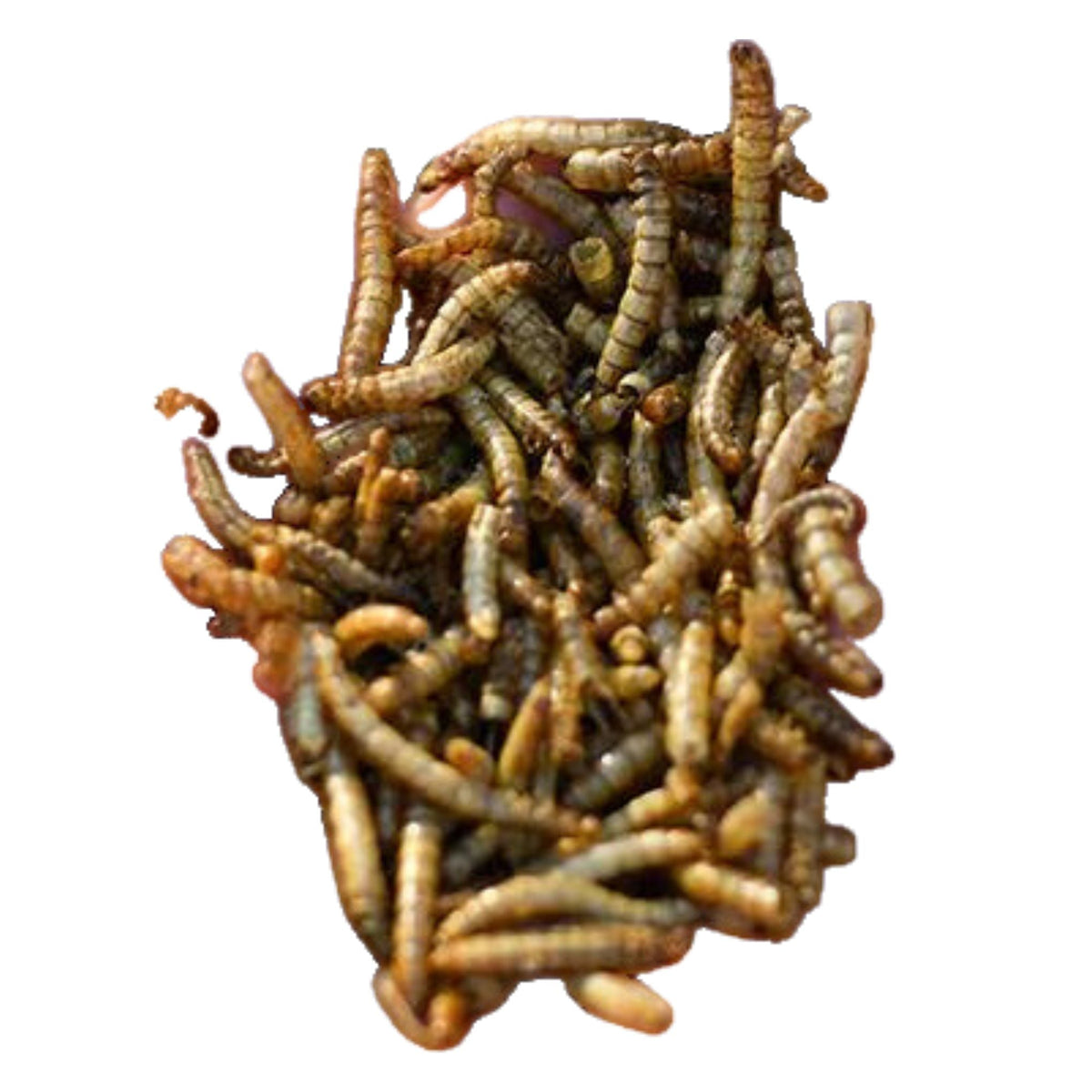 Happy Hen Mealworm Frenzy Chicken Treat - Cluck It All Farms