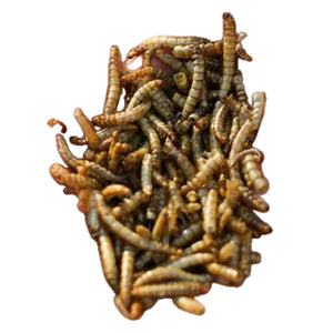 Happy Hen Mealworm Frenzy Chicken Treat - Cluck It All Farms