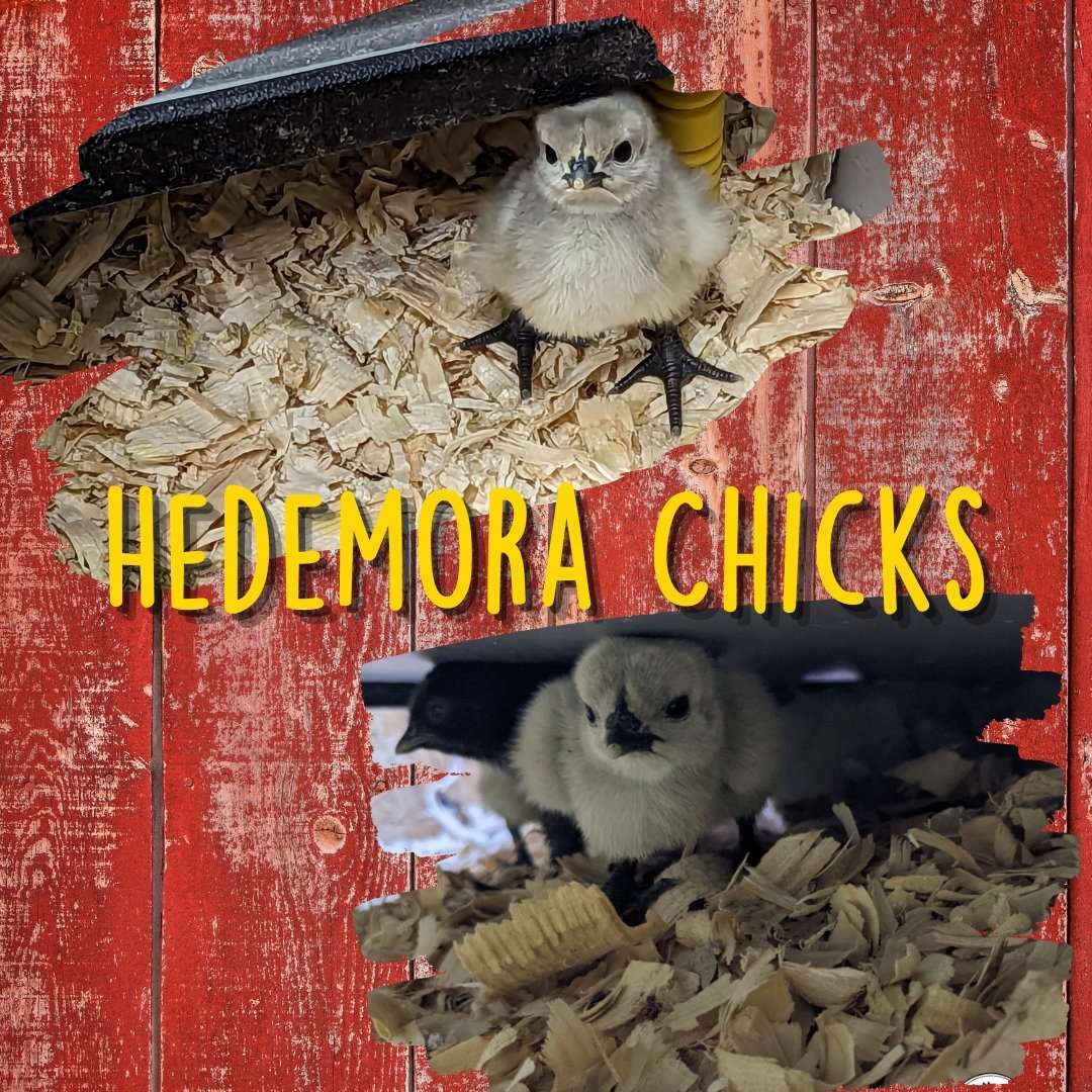 Hedemora Chicks - Cluck It All Farms