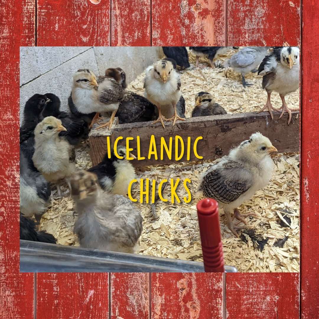 Icelandic Chicks - Cluck It All Farms