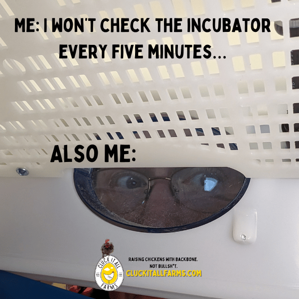 Incubator with a face peering out, text overlay about not checking the incubator, and Cluck It All Farms logo.