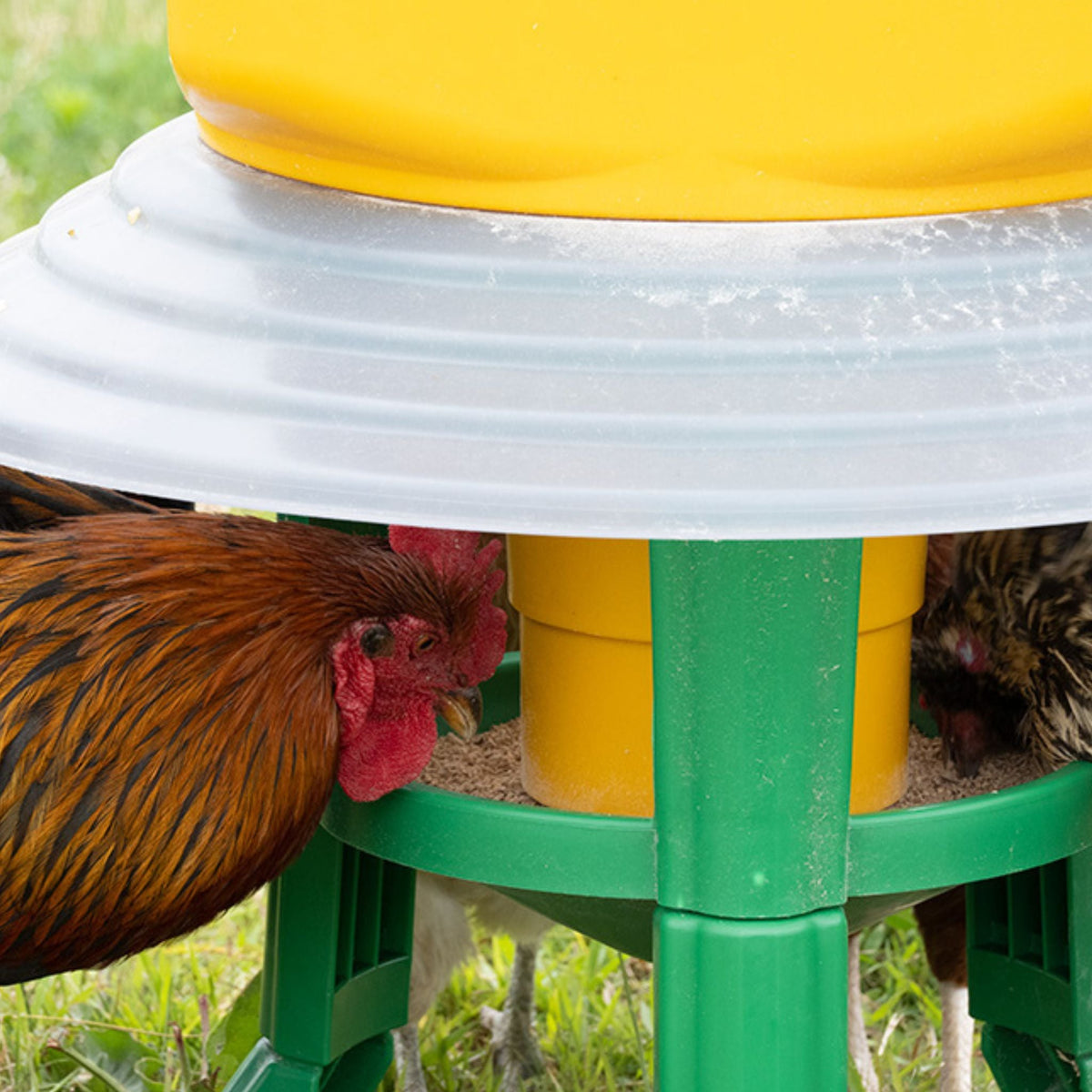 Kubic Feeder Rain Shield - Cluck It All Farms