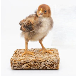 Mealworm and Sunflower Pie Chicken Treat Square - Cluck It All Farms