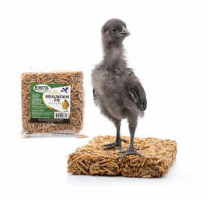 Mealworm Pie Chicken Treat Square - Cluck It All Farms