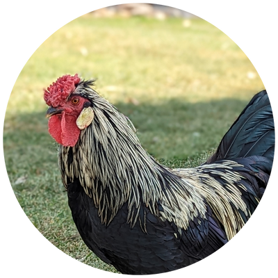 Feathered Misfits FREE Download