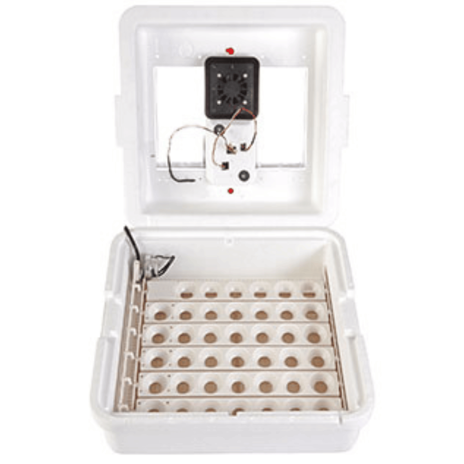 Miller Little Giant Egg Deluxe Incubator with Auto Turner - Cluck It All Farms