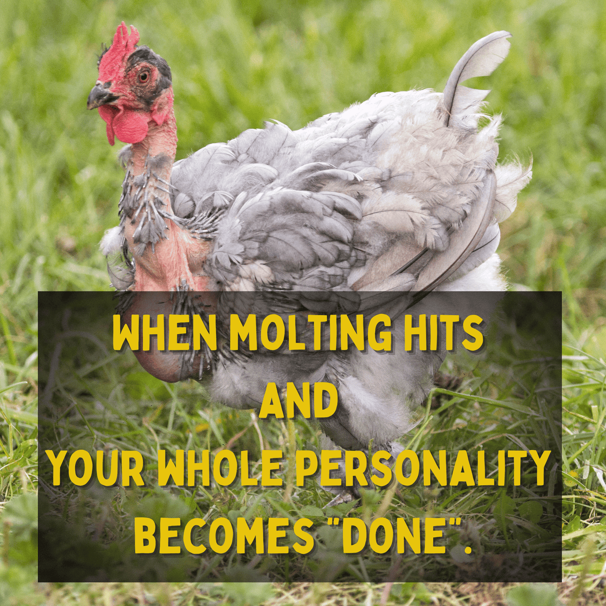 Molt Mode Kit™ - Cluck It All Farms