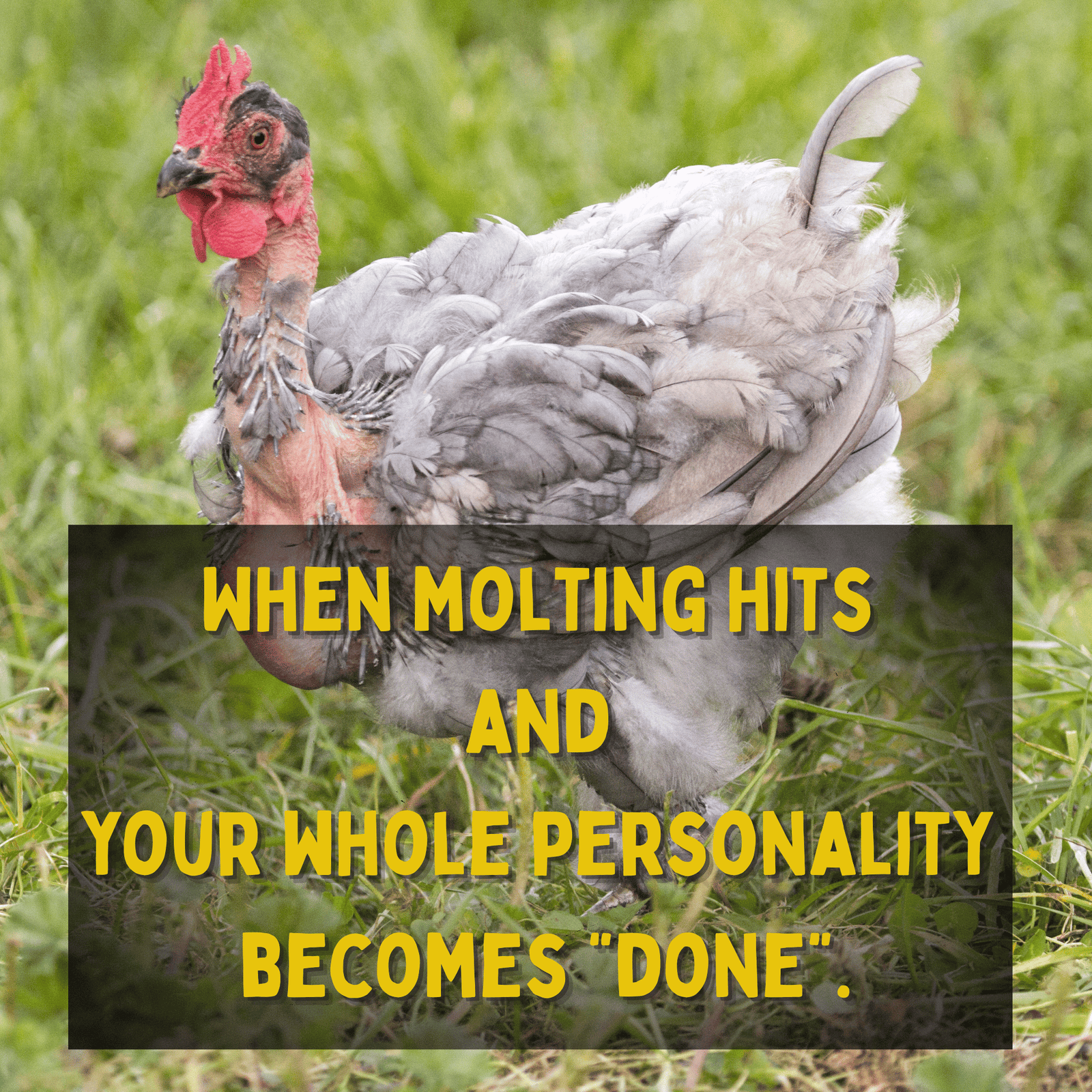 Molt Mode Kit™ - Cluck It All Farms