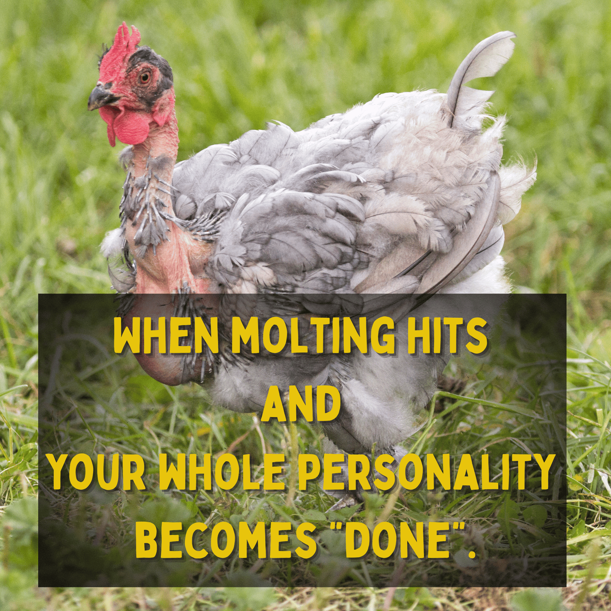 Molt Mode Kit™ - Cluck It All Farms