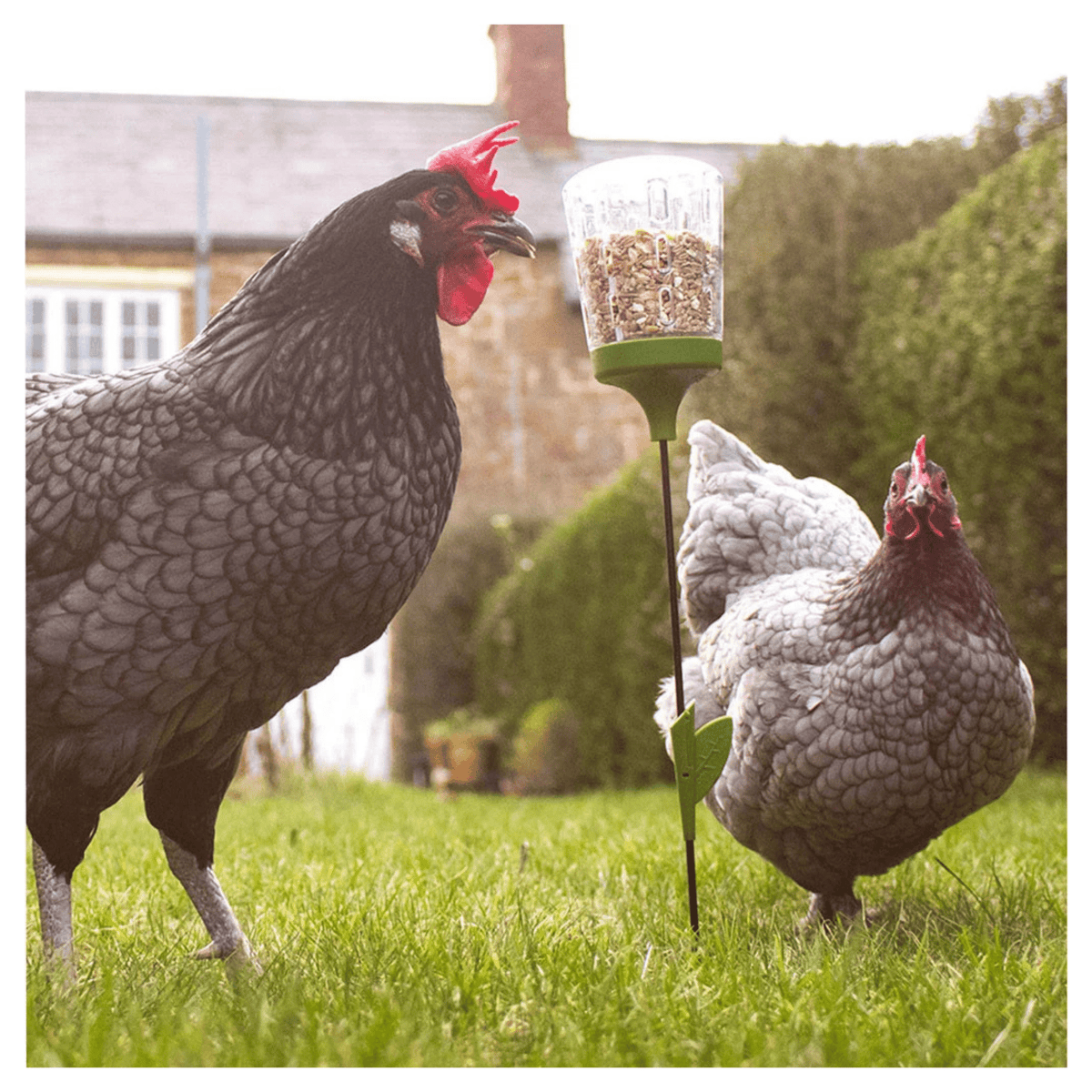 Omlet Chicken Poppy Peck Toy - Cluck It All Farms