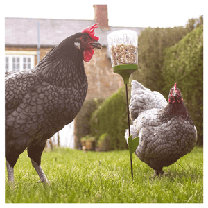 Omlet Chicken Poppy Peck Toy - Cluck It All Farms