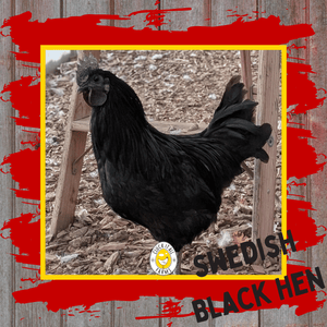 One Dozen Bohuslän - Dal Svarthöna Swedish Black Hen Hatching Eggs - Cluck It All Farms