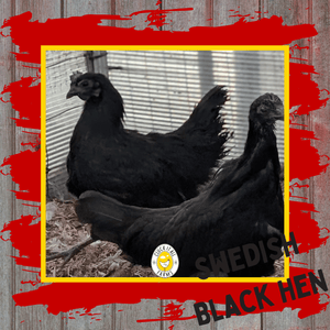 One Dozen Bohuslän - Dal Svarthöna Swedish Black Hen Hatching Eggs - Cluck It All Farms