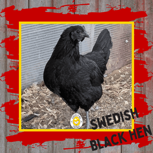 One Dozen Bohuslän - Dal Svarthöna Swedish Black Hen Hatching Eggs - Cluck It All Farms