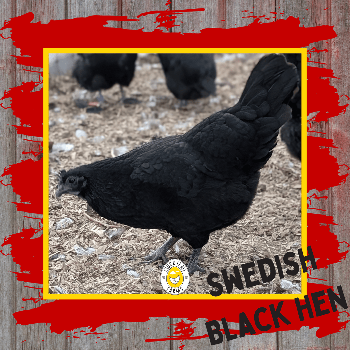One Dozen Bohuslän - Dal Svarthöna Swedish Black Hen Hatching Eggs - Cluck It All Farms