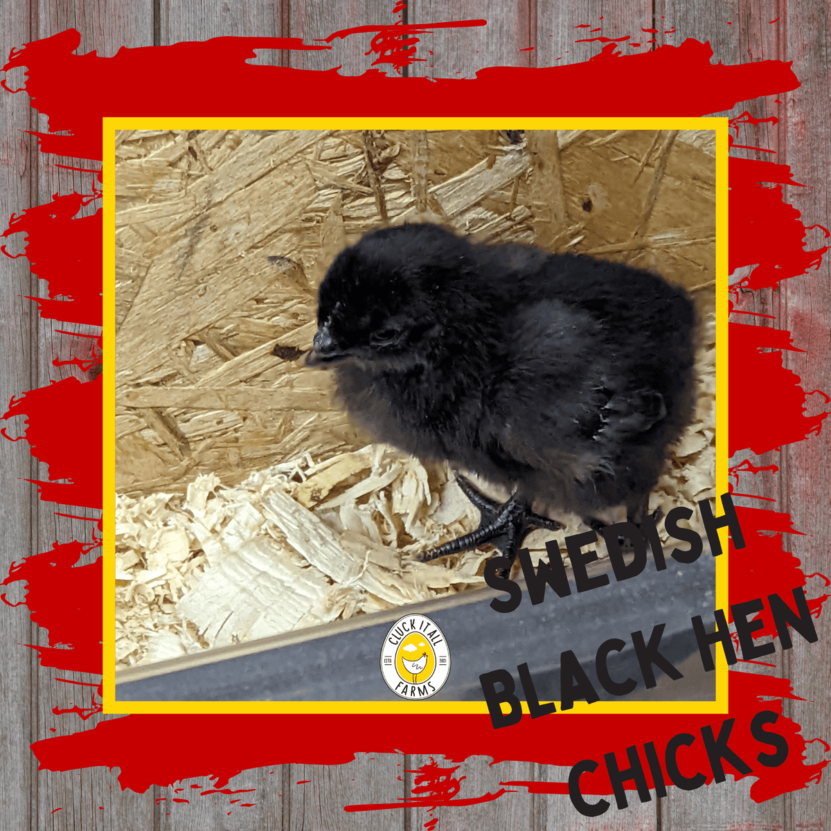 One Dozen Bohuslän - Dal Svarthöna Swedish Black Hen Hatching Eggs - Cluck It All Farms