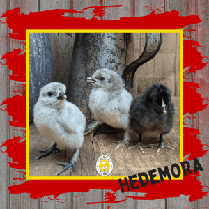 One Dozen Hedemora Chicken Hatching Eggs - Cluck It All Farms