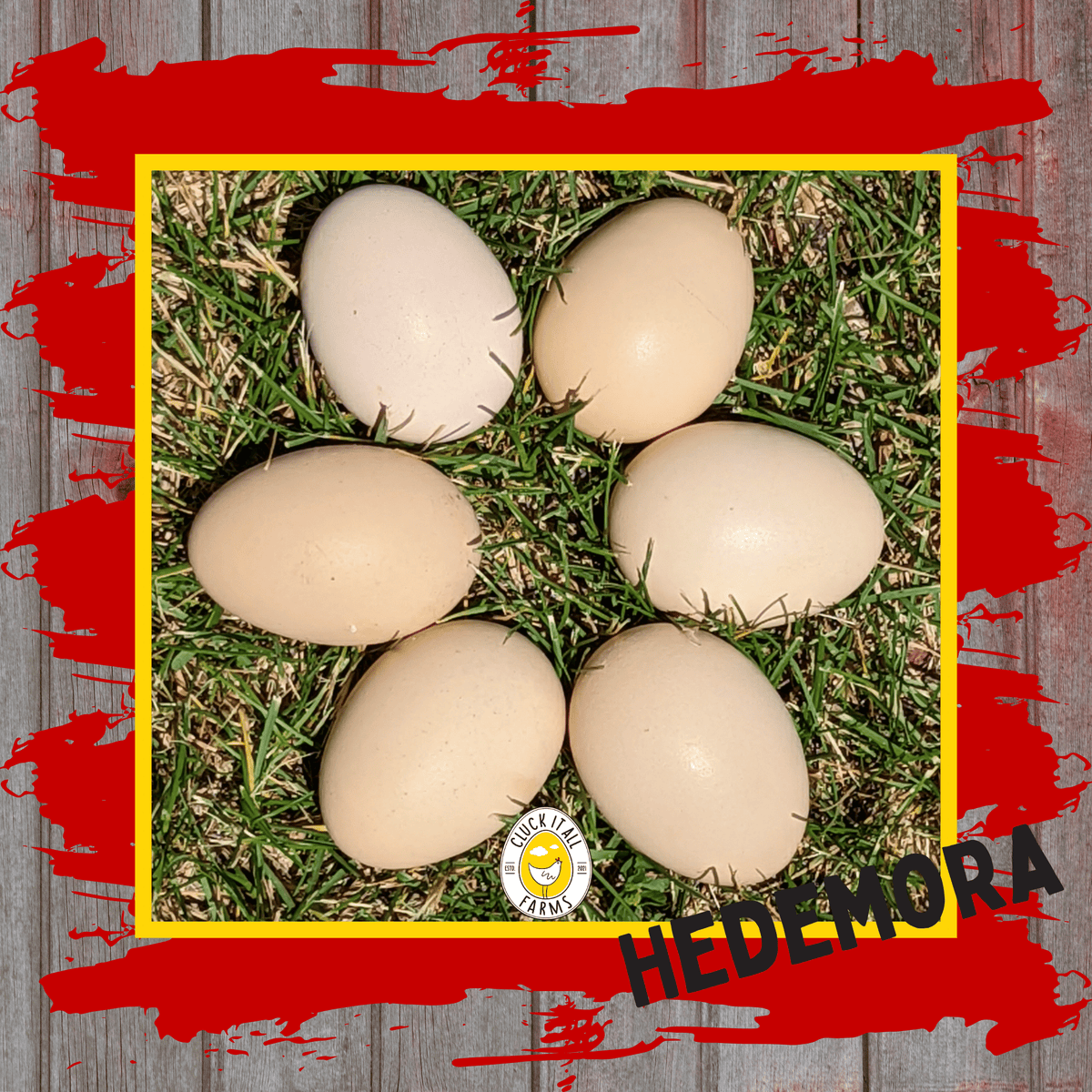 One Dozen Hedemora Chicken Hatching Eggs - Cluck It All Farms