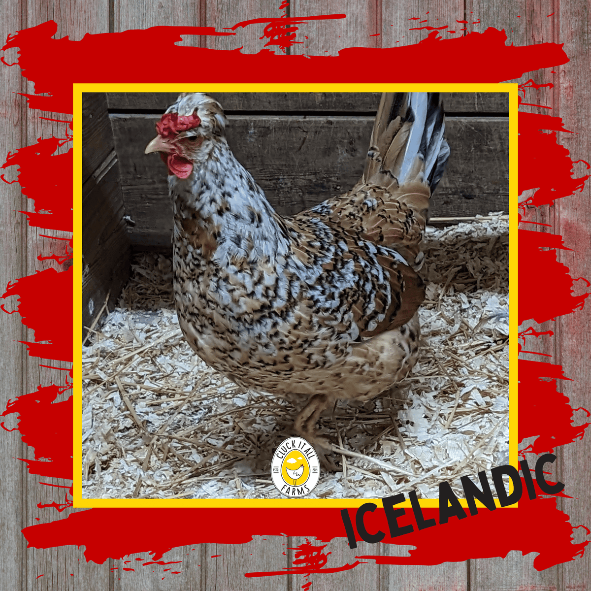 One Dozen Icelandic Chicken Hatching Eggs - Cluck It All Farms