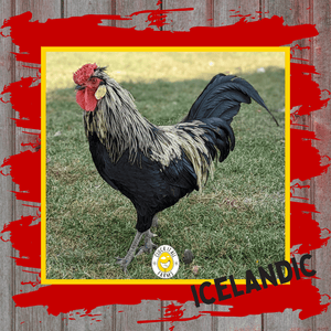 One Dozen Icelandic Chicken Hatching Eggs - Cluck It All Farms