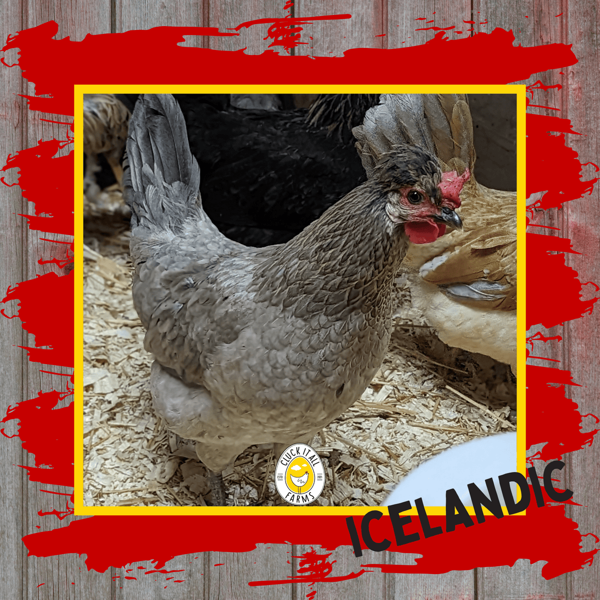 One Dozen Icelandic Chicken Hatching Eggs - Cluck It All Farms