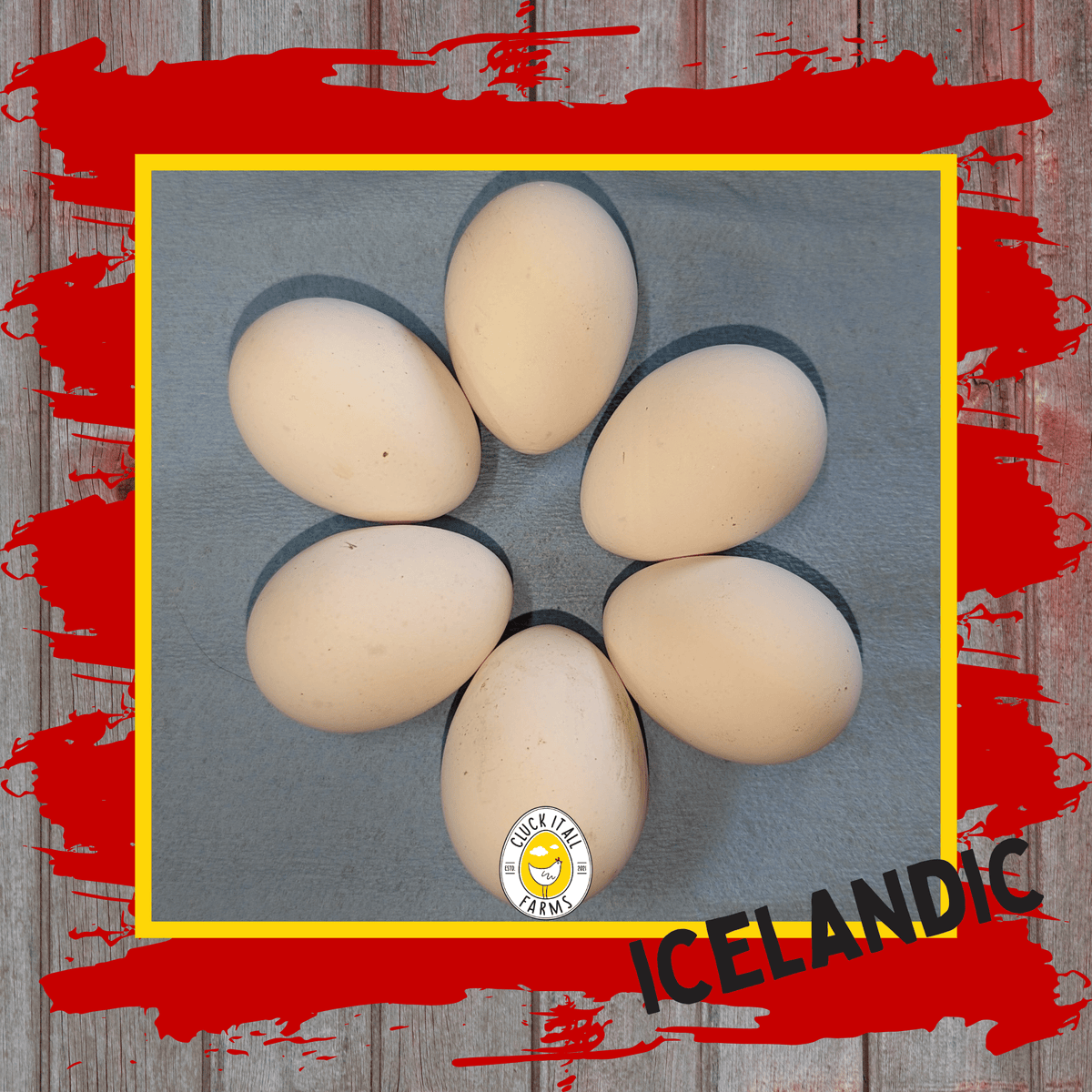 One Dozen Icelandic Chicken Hatching Eggs - Cluck It All Farms