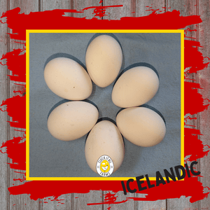 One Dozen Icelandic Chicken Hatching Eggs - Cluck It All Farms