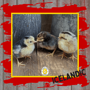 One Dozen Icelandic Chicken Hatching Eggs - Cluck It All Farms