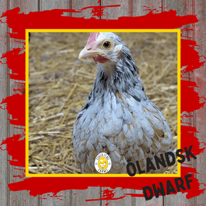 One Dozen Ölandsk Dwarf Chicken Hatching Eggs - Cluck It All Farms