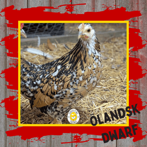 One Dozen Ölandsk Dwarf Chicken Hatching Eggs - Cluck It All Farms