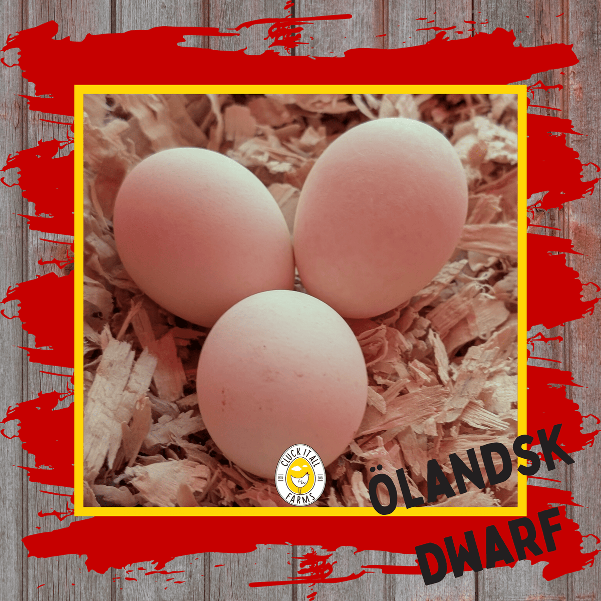One Dozen Ölandsk Dwarf Chicken Hatching Eggs - Cluck It All Farms