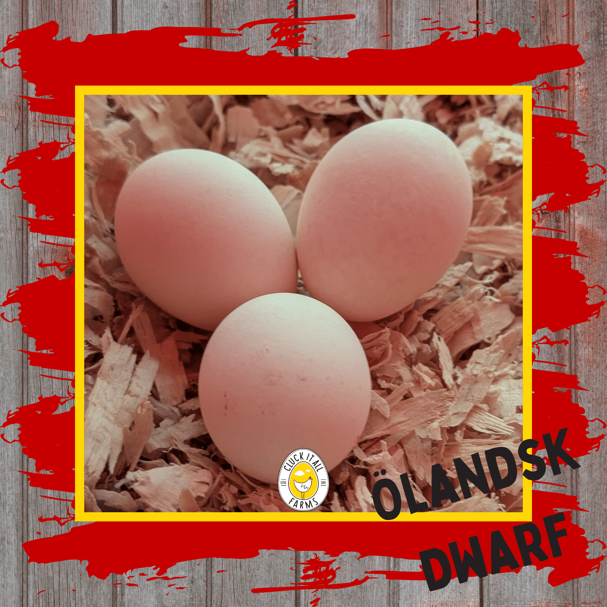 One Dozen Ölandsk Dwarf Chicken Hatching Eggs - Cluck It All Farms