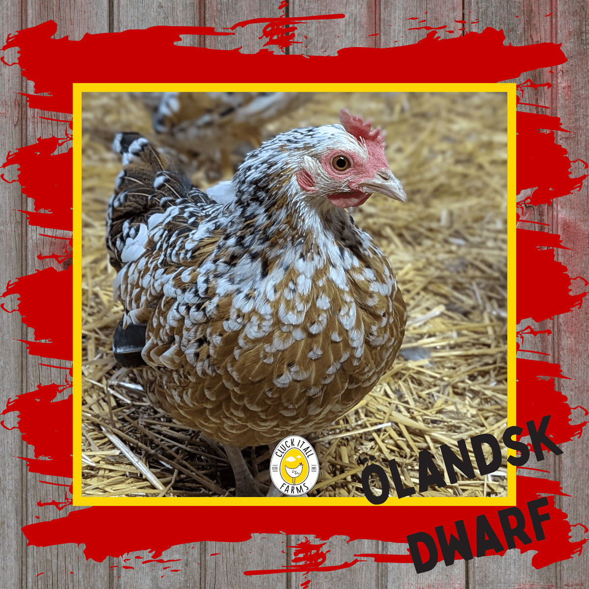 One Dozen Ölandsk Dwarf Chicken Hatching Eggs - Cluck It All Farms